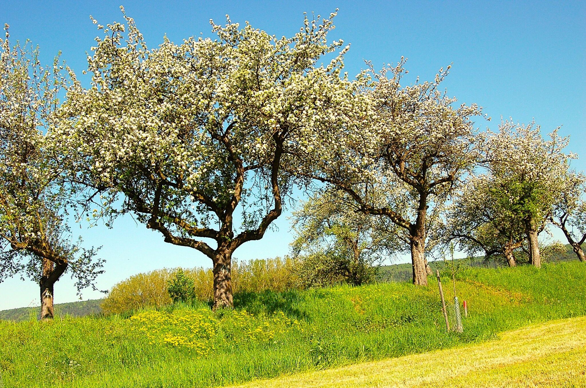 Streuobstbäume_Ralf Bundesmann